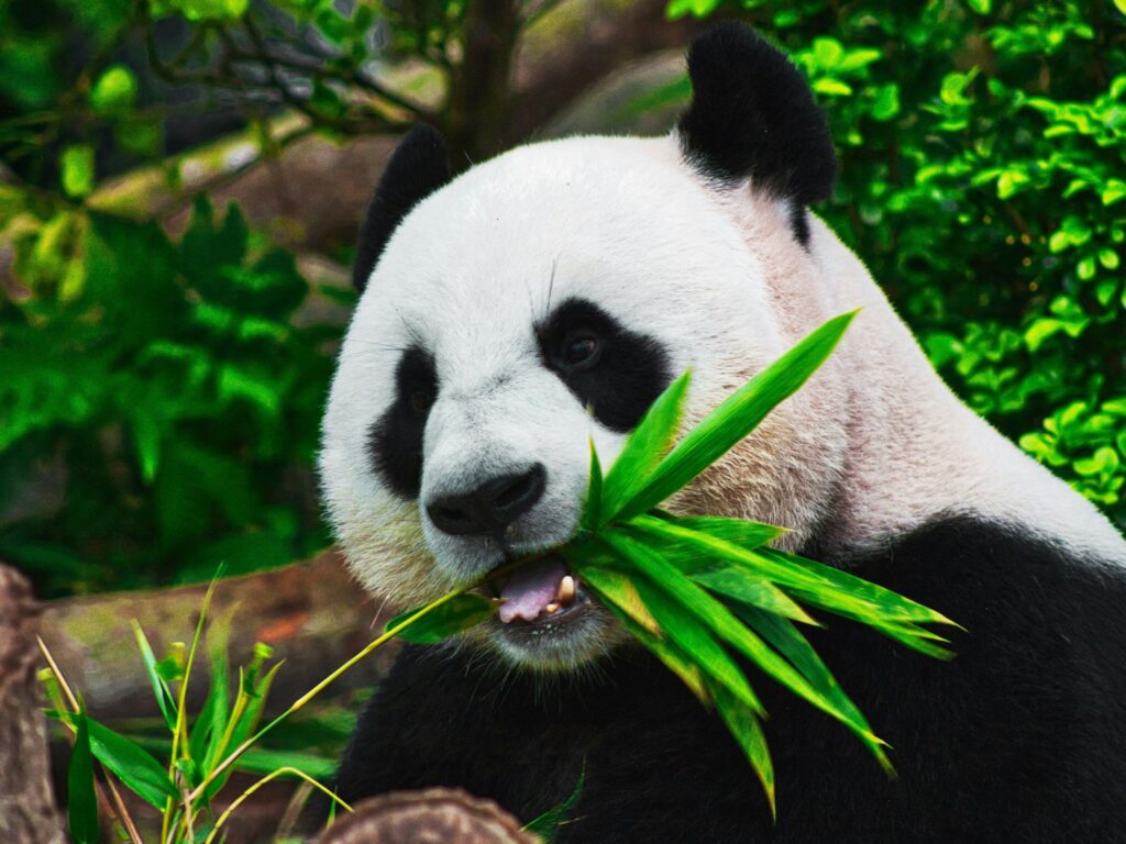 Google ships Android Studio Panda 4 and Jetpack Compose 1.11